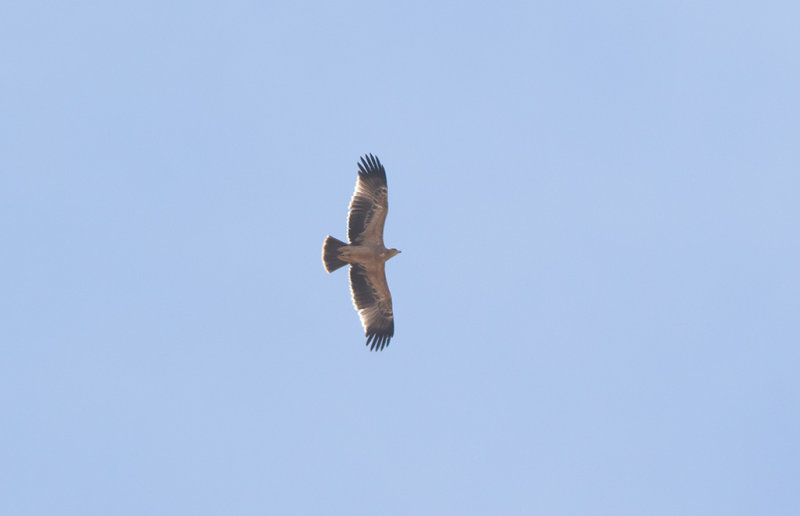  Spanish Imperial Eagle (Aquila adalberti)