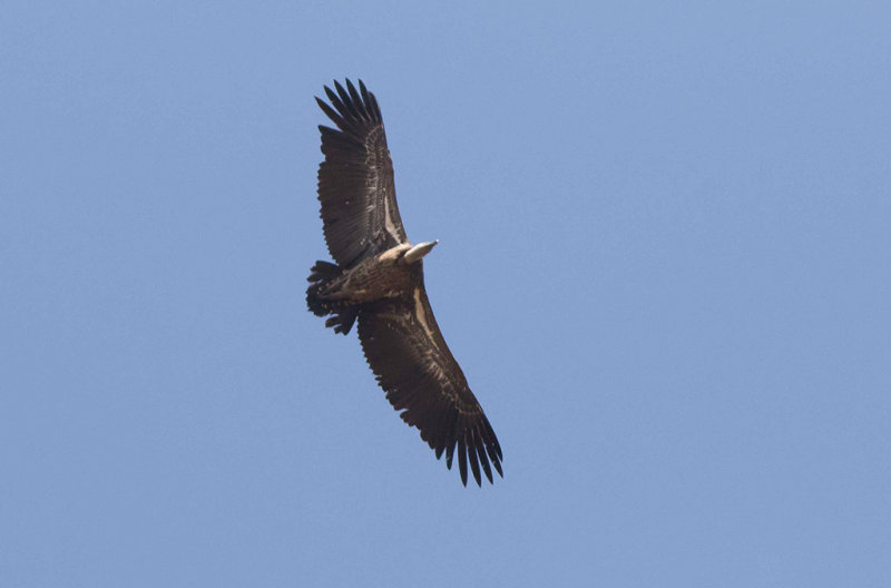 Rppells Vulture (Gyps rueppelli)	