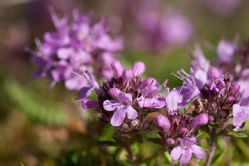 Backtimjan (Thymus serpyllum ssp. serpyllum)