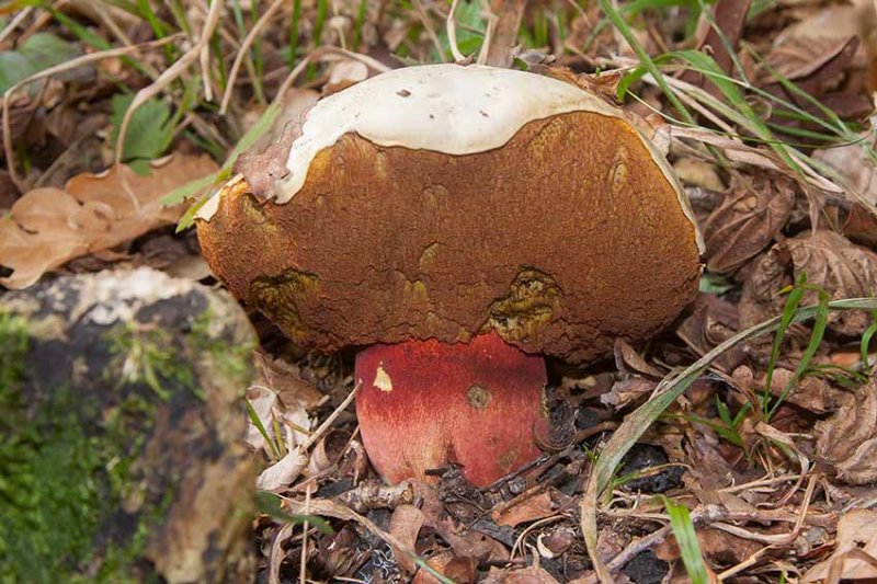 Djvulssopp (Boletus satanas)