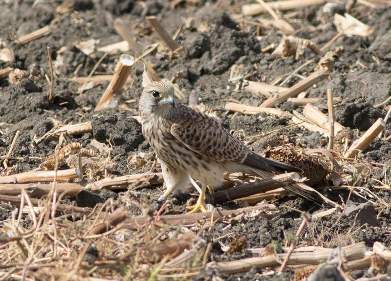 Common Kestrel (Falco tinnunculus)