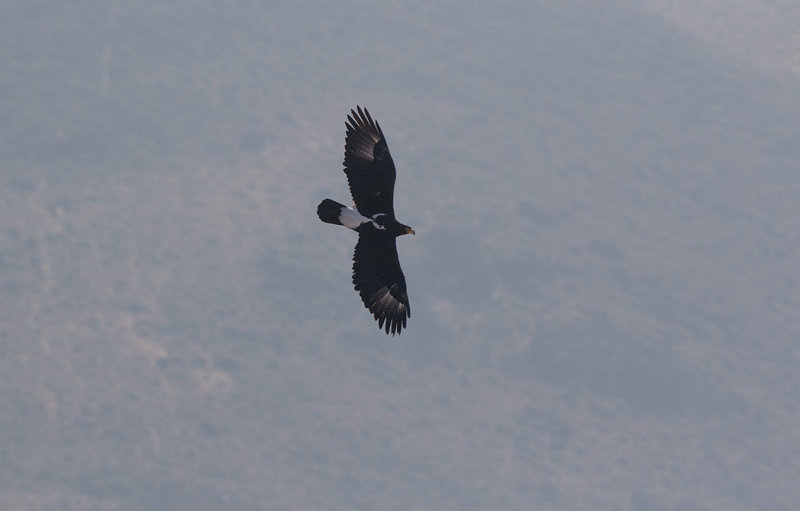 Verreauxs Eagle (Aquila verreauxii)	