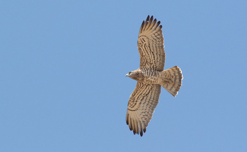 Short-toed Eagle (Circaetus gallicus)