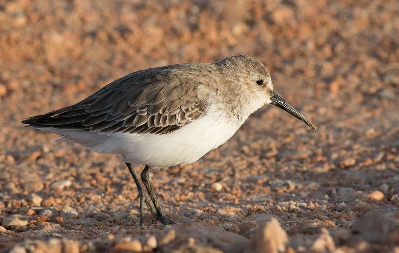 Dunlin (Calidris alpina)