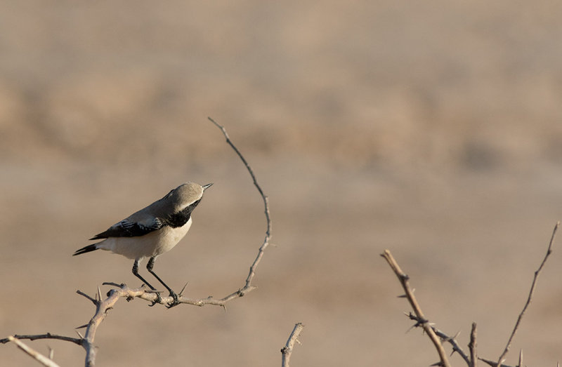 Desert Wheatear (Oenanthe deserti)