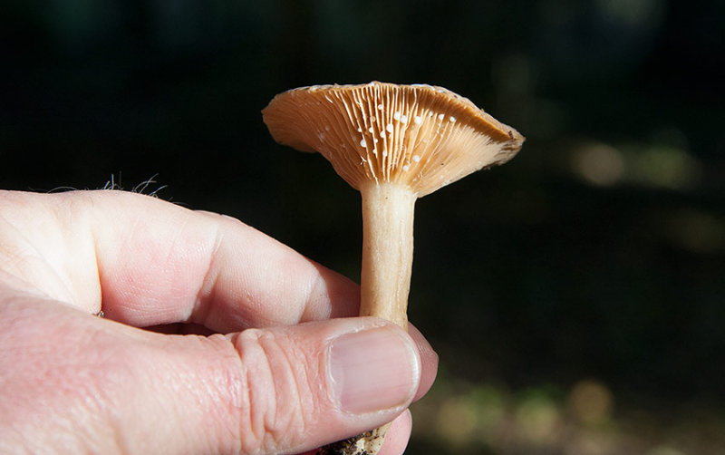 Hasselriska (Lactarius pyrogalus)	