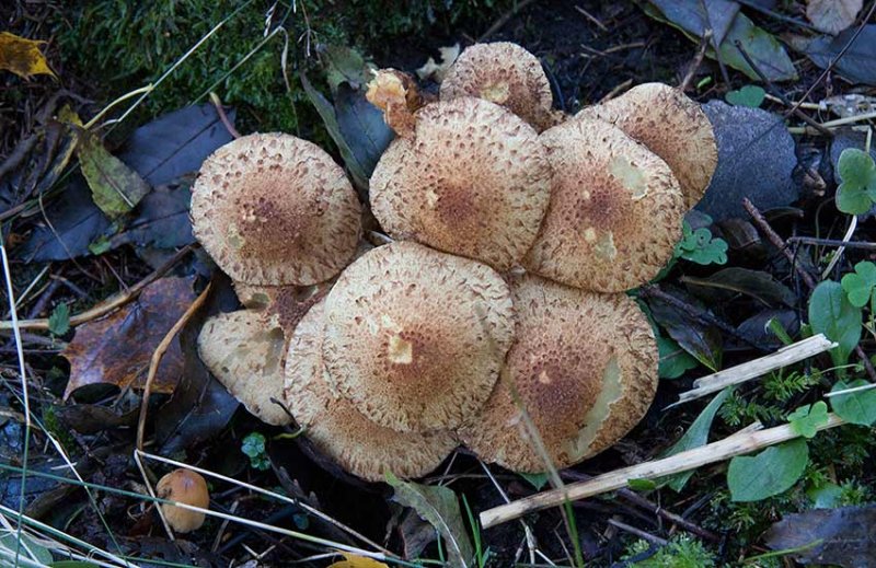 Fjllig tofsskivling (Pholiota squarrosa)