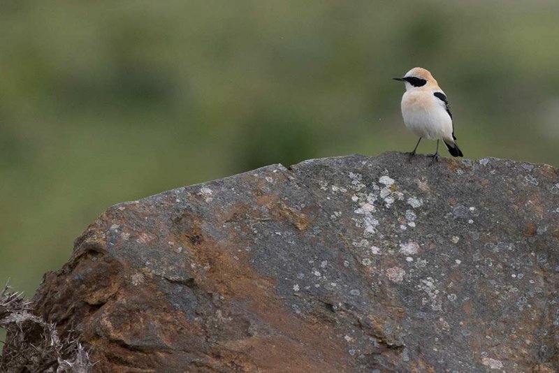 Black-eared Wheatear (Black-eared Wheatear)