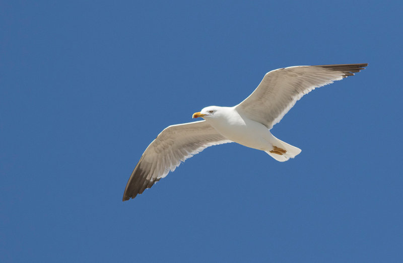 Yellow-legged Gull (Larus michahellis)