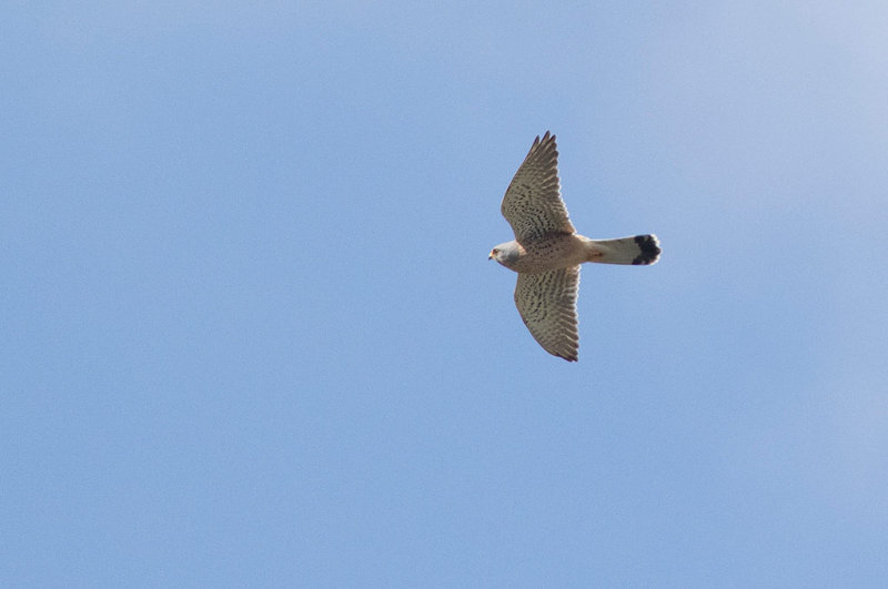 Common Kestrel (Falco tinnunculus)