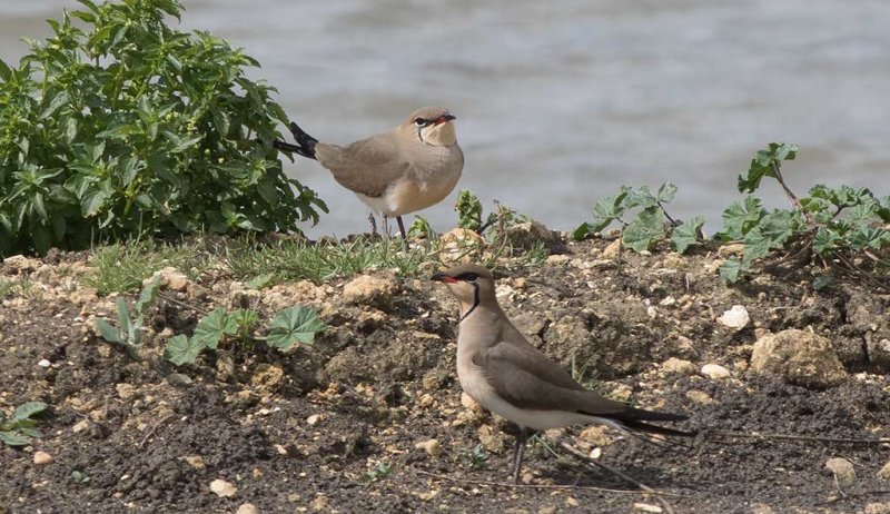 Collared Pratincole (Glareola pratincola)	