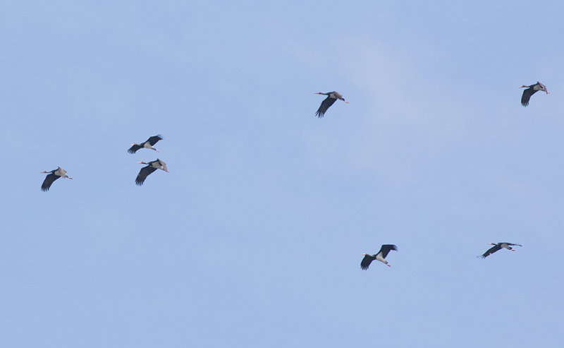 Black Stork (Ciconia nigra)