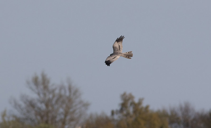 Montagus Harrier (Circus pygargus)