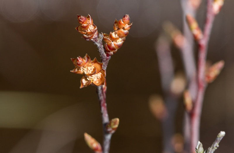 Pors (Myrica gale)