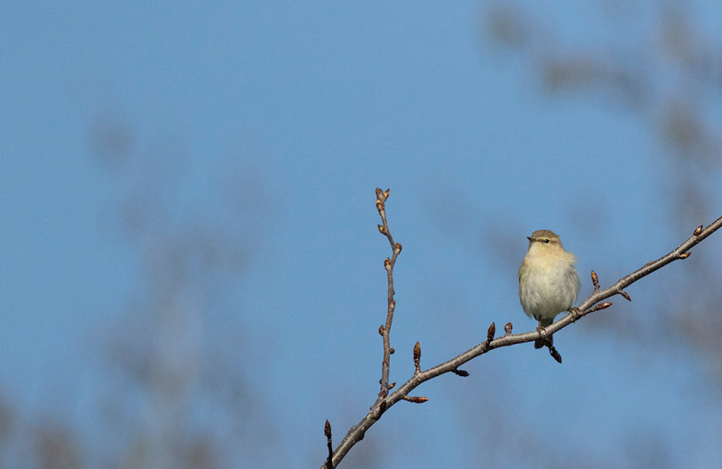 Willow Warbler (Phylloscopus trochilus)	