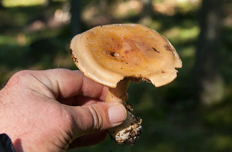 Klubbspindling (Cortinarius varius)