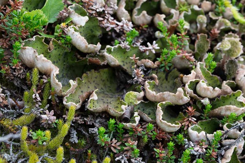 Torsklav (Peltigera aphthosa)