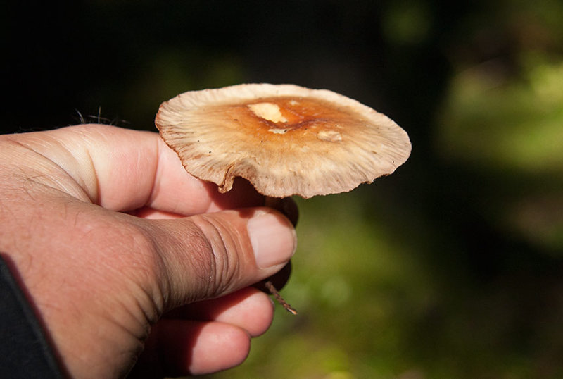 Brnnagelskivling (Collybia peronata)