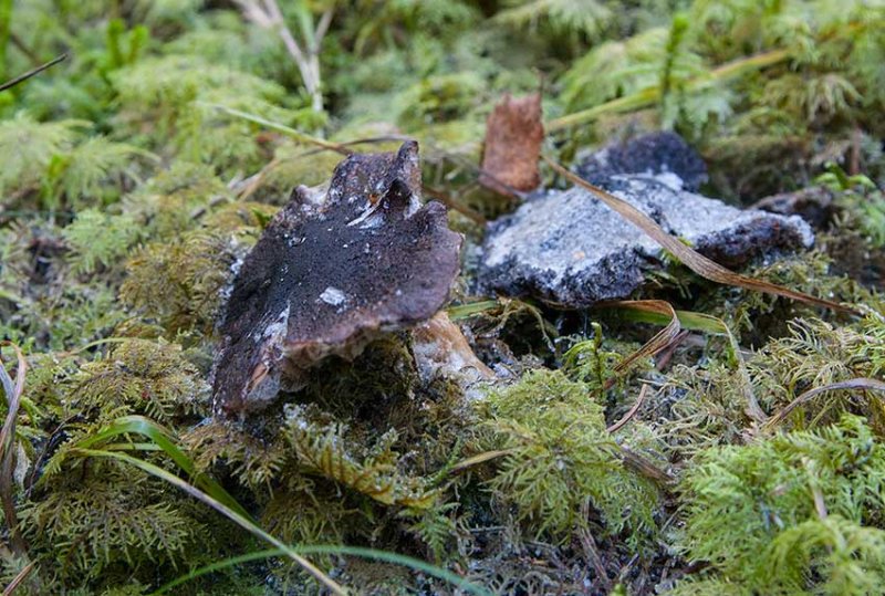 Svartfjllig musseron (Tricholoma atrosquamosum)