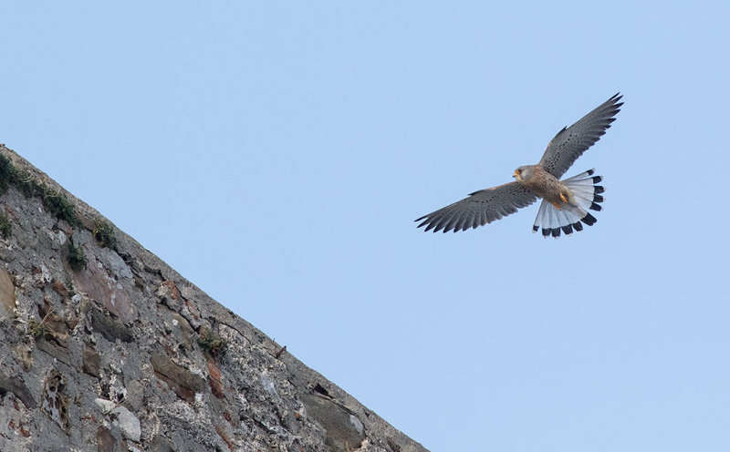 Lesser Kestrel (Falco naumanni)