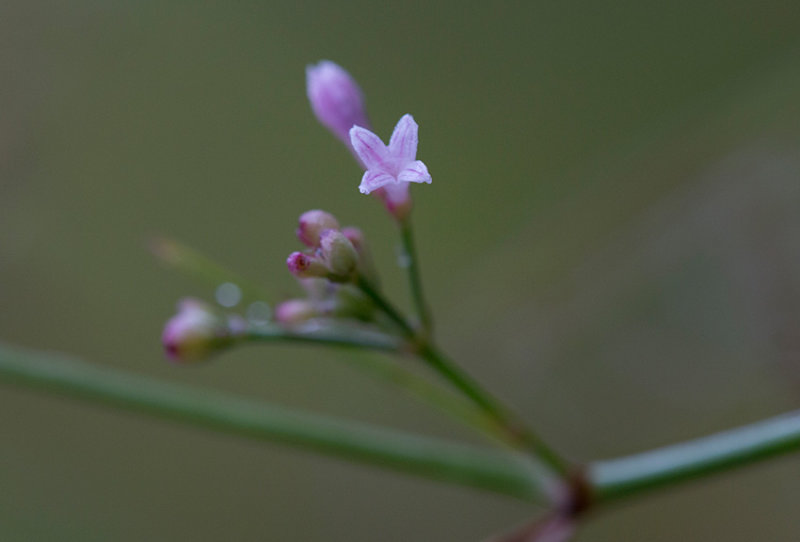 Rosenmra (Asperula cynanchica)