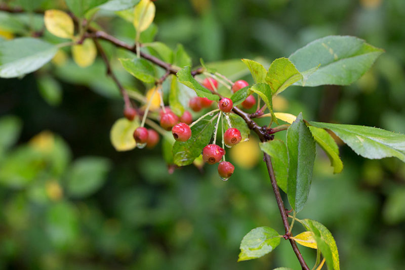 Brapel (Malus baccata)