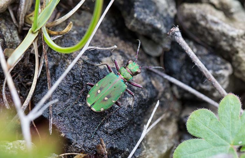 Grn sandjgare (Cicindela campestris)