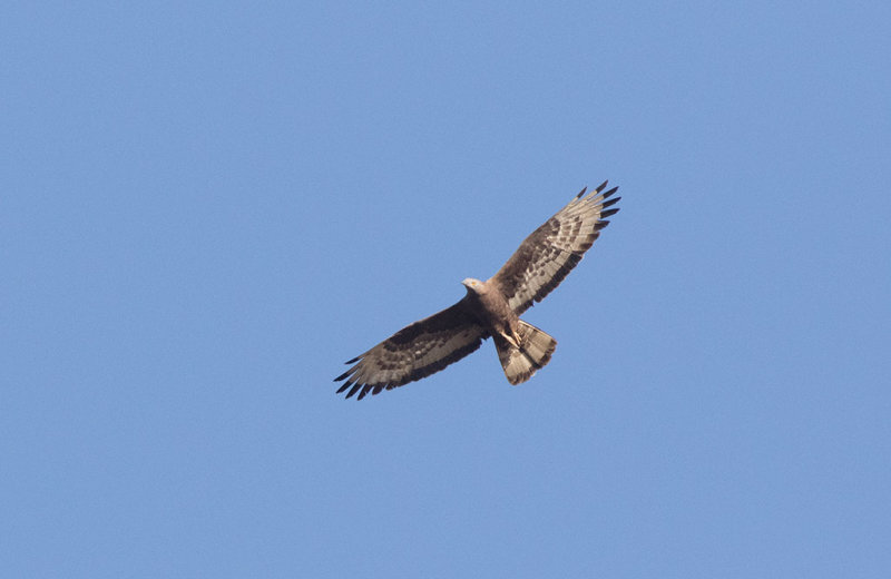 European Honey Buzzard (Pernis apivorus)