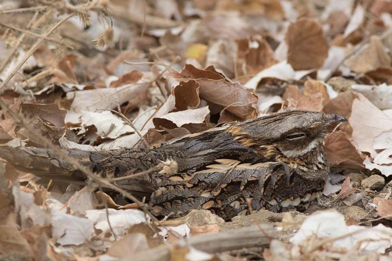 Red-necked Nightjar (Caprimulgus ruficollis)