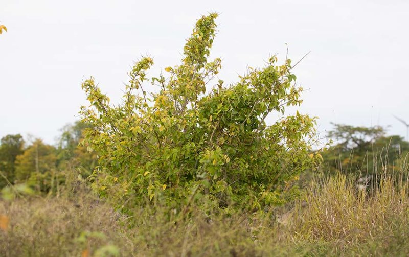 Gordonschersmin (Philadelphus lewisii)