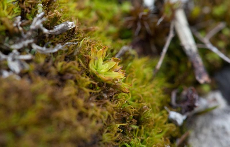 Stor klockmossa (Encalypta streptocarpa)