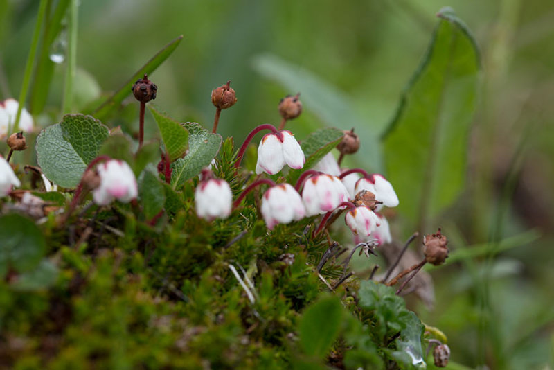 Mossljung (Harrimanella hypnoides)