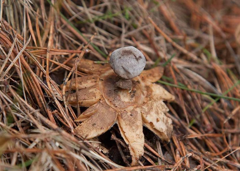 Kamjordstjrna (Geastrum pectinatum)