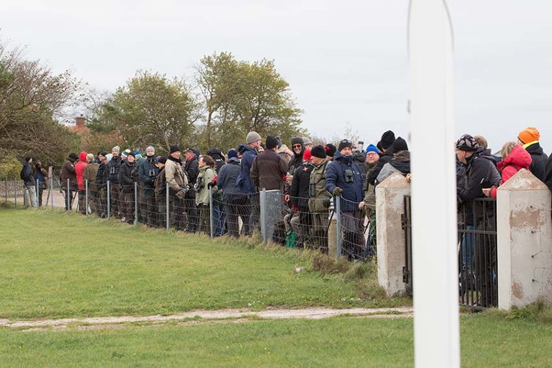 Waiting for a Siberian Accentor