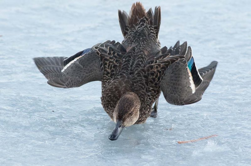 Eurasian Teal (Anas crecca)