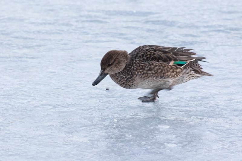 Eurasian Teal (Anas crecca)