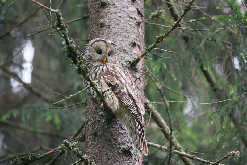 Ural Owl (Strix uralensis)