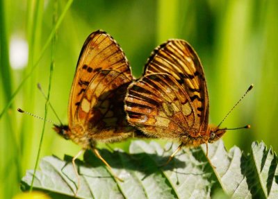 Bckprlemorfjril (Boloria thore)