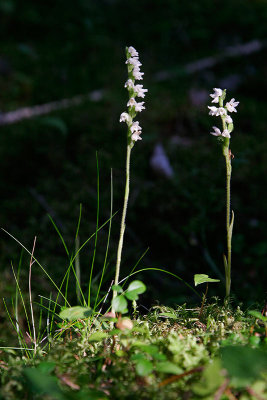 Knrot (Goodyera repens)