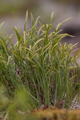 Gaffelbrken (Asplenium septentrionale)