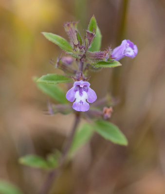 Harmynta (Acinos arvensis)