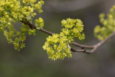 Lnn (Acer platanoides)