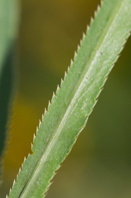 Skärblad (Falcaria vulgaris)
