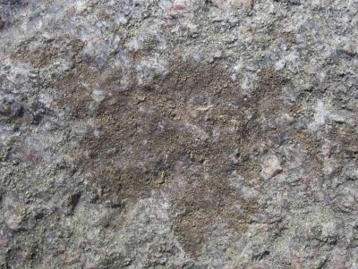 Brun spricklav (Acarospora fuscata)