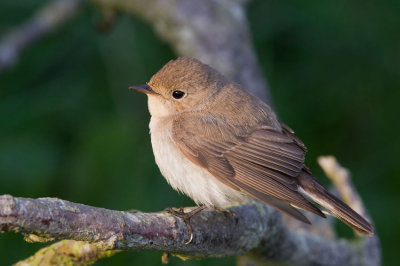 Red-breasted Flycatcher (Ficedula parva)