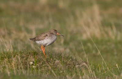 Common Redshank (Tringa totanus)