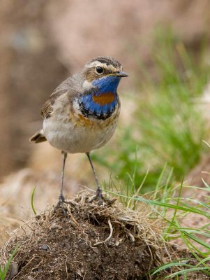 Bluethroat (Luscinia svecica)	