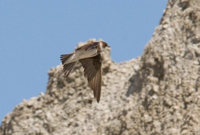 Bank Swallow (Riparia riparia)