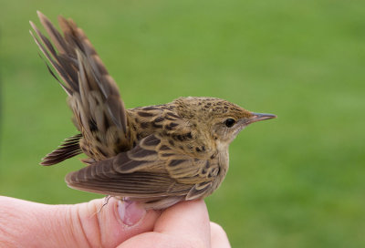 Common Grasshopper Warbler (Locustella naevia)