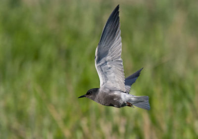 Black Tern (Chlidonias niger)